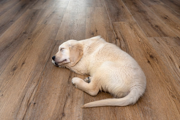 Auf einem hochwertigen und dunkelbraunen Vinylboden liegt ein Golden Retriever Welpe mit hellem Fell